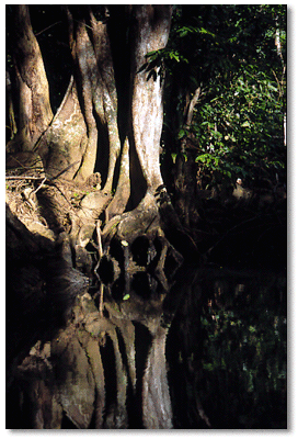 Buttress roots of Pterocarpus officialis