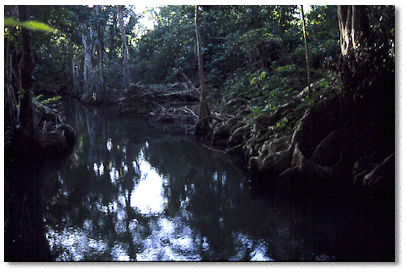 Pterocarpus officialis along the Indian River