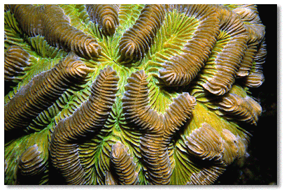 Boulder Brain Coral (Colpophyllia natans) polyps retracted