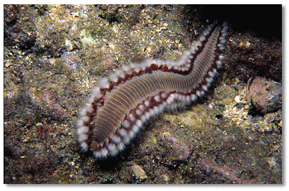 Azure Vase Sponge (Callyspongia plicifera)