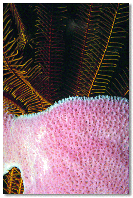 Pink Vase Sponge (Niphates digitalis) in foreground/Golden Crinoid (Davidaster rubiginosa) in background