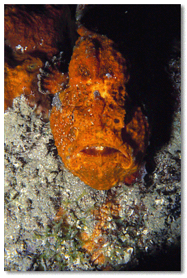 Pink Vase Sponge (Niphates digitalis) in foreground/Golden Crinoid (Davidaster rubiginosa) in background