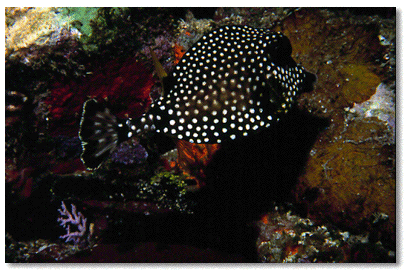 Pink Vase Sponge (Niphates digitalis) in foreground/Golden Crinoid (Davidaster rubiginosa) in background