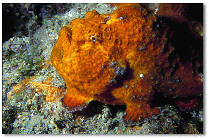 Pink Vase Sponge (Niphates digitalis) in foreground/Golden Crinoid (Davidaster rubiginosa) in background