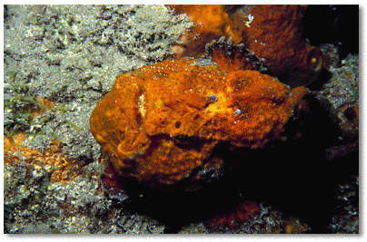 Pink Vase Sponge (Niphates digitalis) in foreground/Golden Crinoid (Davidaster rubiginosa) in background