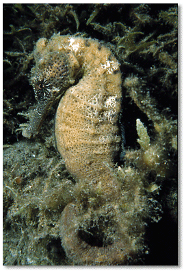 Longsnout Seahorse (Hippocampus reidi)