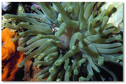 Giant anemone (Condylactis gigantea) 6-12 in. across, Note tiny Squat Anemone Shrimp (Thor amboinensis) within tentacles of the anemone