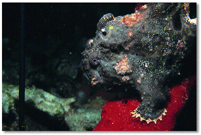 Pink Vase Sponge (Niphates digitalis) in foreground/Golden Crinoid (Davidaster rubiginosa) in background