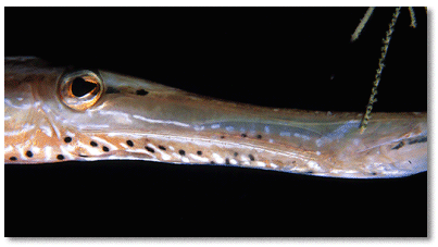 Trumpetfish (Aulostomus maculatus) change color and position body , often in a parallel position, to blend in with stalked corals