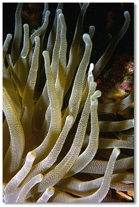 Giant Anemone (Condylactis gigantea)