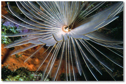 Feather Duster Worm (Bispira variegata)