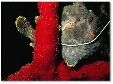 Pink Vase Sponge (Niphates digitalis) in foreground/Golden Crinoid (Davidaster rubiginosa) in background