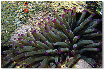 Giant Anemone (Condylactis gigantea)