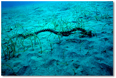 Goldspotted Eel (Myrichthys ocellatus) Eel moves above or beneath sand and forages in shallow grass beds. Can also be found in rocky rubble and reefs