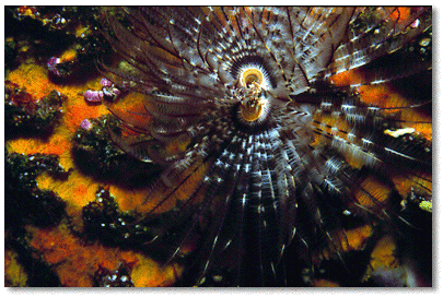 Magnificent Feather Duster Worm (Sabellastarte magnifica)