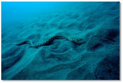 Goldspotted Eel (Myrichthys ocellatus) Eel moves above or beneath sand and forages in shallow grass beds. Can also be found in rocky rubble and reefs