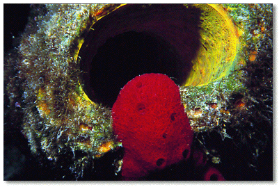 Convoluted Barrel Sponge (Aplysina lacunosa) yellow-green sponge in background