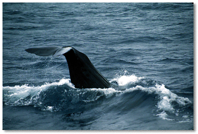 Sperm whale flucking