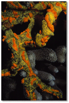 Dwarf Cup Coral (Astrangia solitaria) orange colored corallites