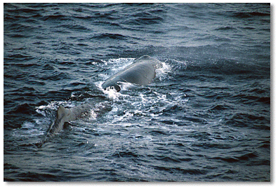 Large male sperm whale off southwest coast of Dominica