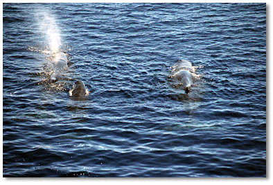 Two female adult sperm whales with calf