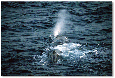 Large male sperm whale off southwest coast of Dominica