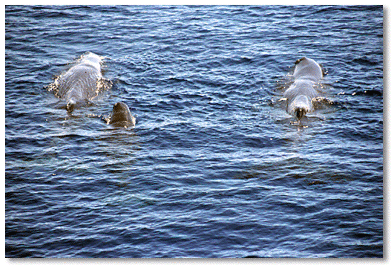 Two female adult sperm whales with calf