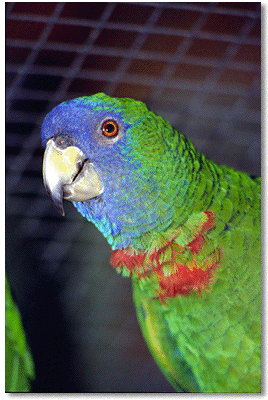 Close-up of a Red-necked Parrot (Amazona arausiaca)
